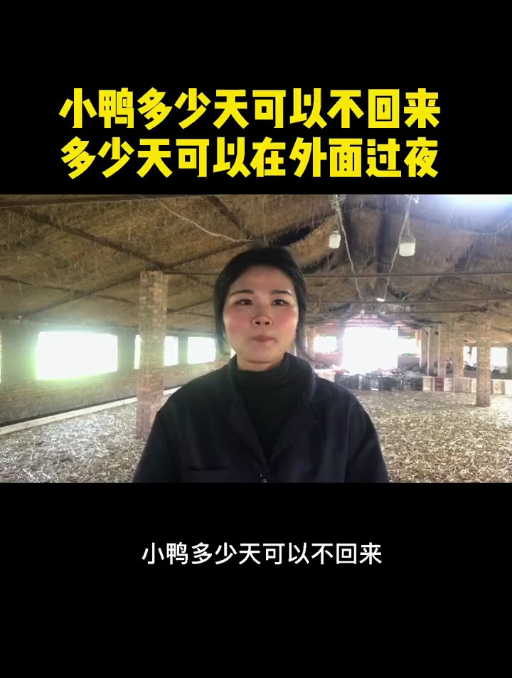 小鸭多少天可以不回来,可以在外边过夜