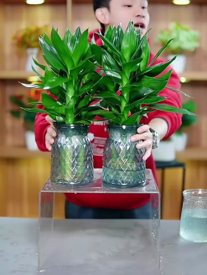 植观音竹居,福泽荫子孙,宁可食无肉,不可居无竹