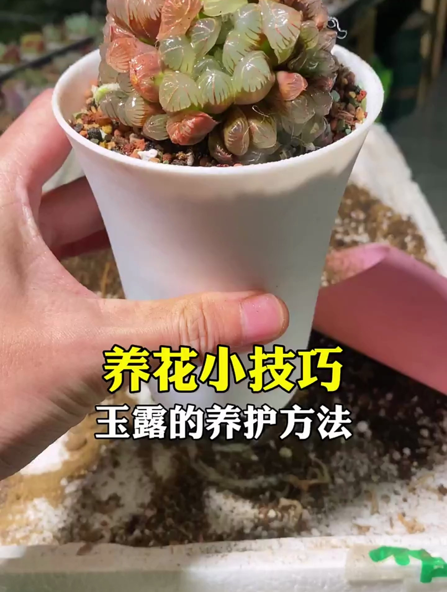 玉露的养护方法