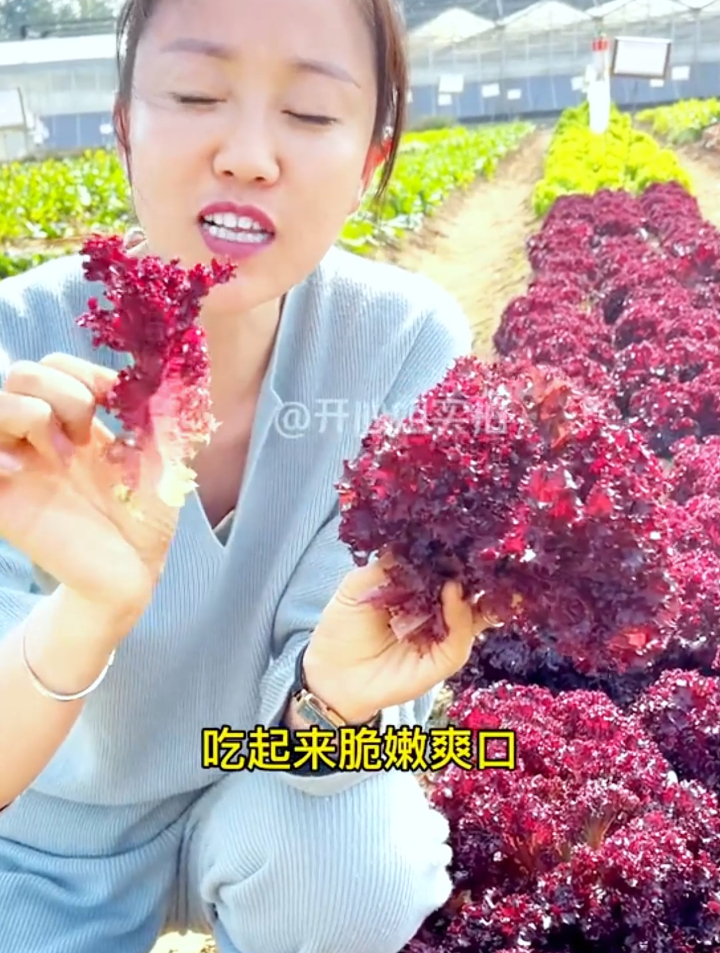 紫叶生菜好吃又营养,种菜老农教你1招,既能当花又能当菜!