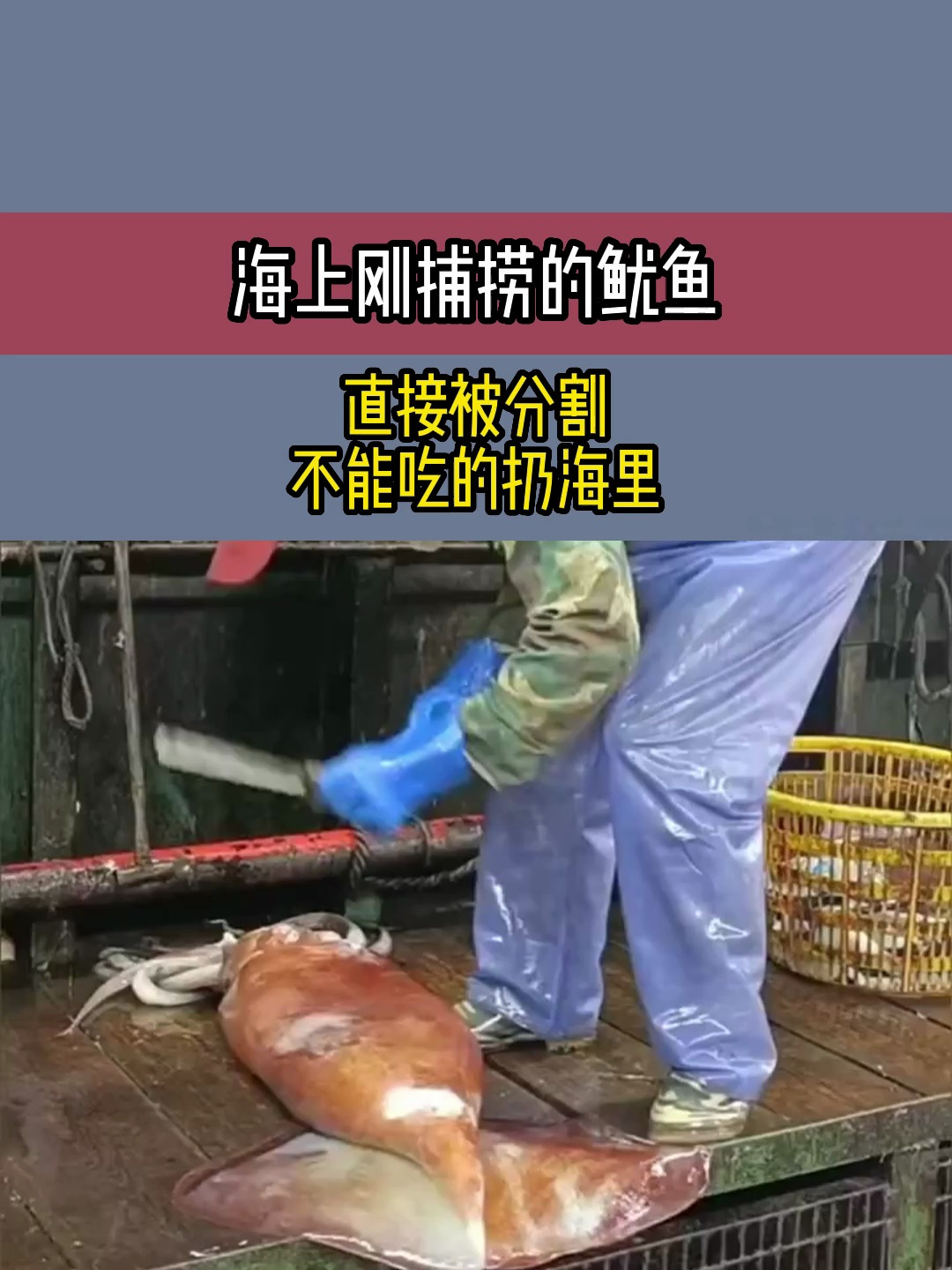 海上刚捕捞的鱿鱼,直接被分割,不能吃的扔海里
