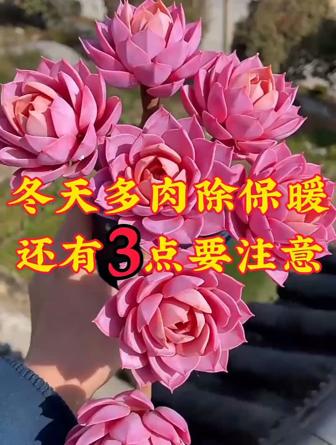冬天多肉除保暖,还有3点要注意。多肉植物养护小技巧