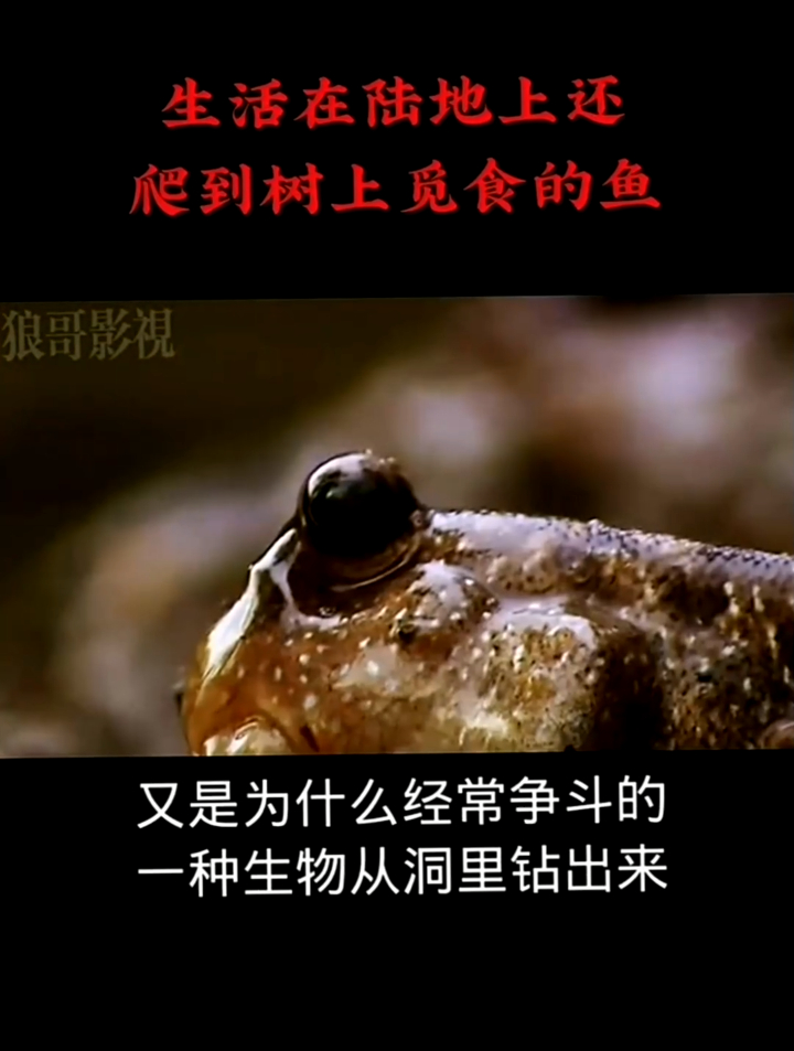 生活在陆地上还会爬树的鱼!