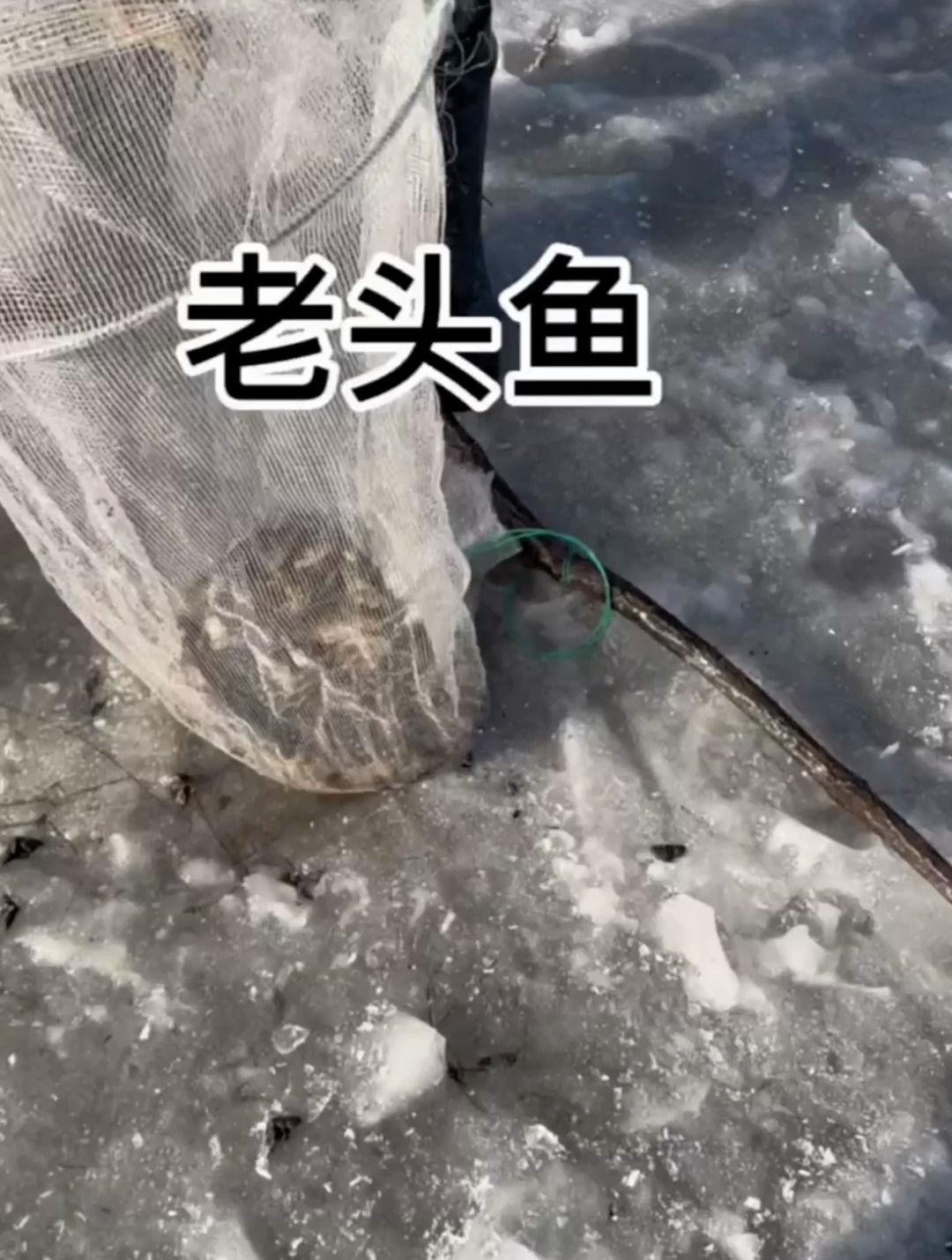 经常说的东北老头鱼是什么鱼