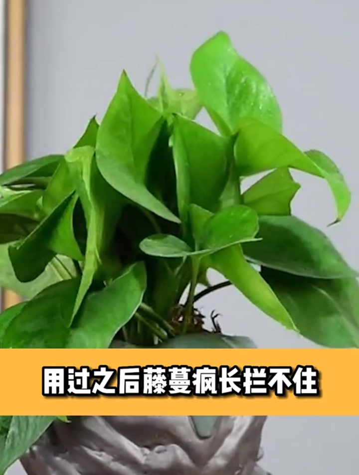 你们绿萝最爱的四种水知道吗?浇完长得快,爆盆是迟早的事哦!