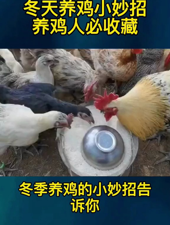 冬天天气越来越冷了,你知道怎么更好的养鸡吗?农村散养土鸡