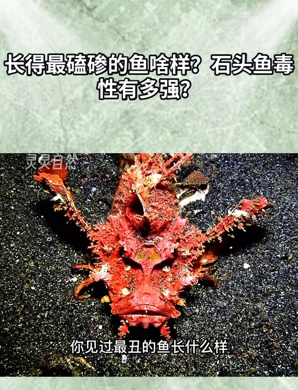 长得最磕碜的鱼啥样?石头鱼毒性有多强?