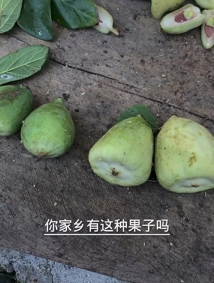 凉粉果,掰开会流出白色汁液,可以做天然凉粉,三农 薜荔果
