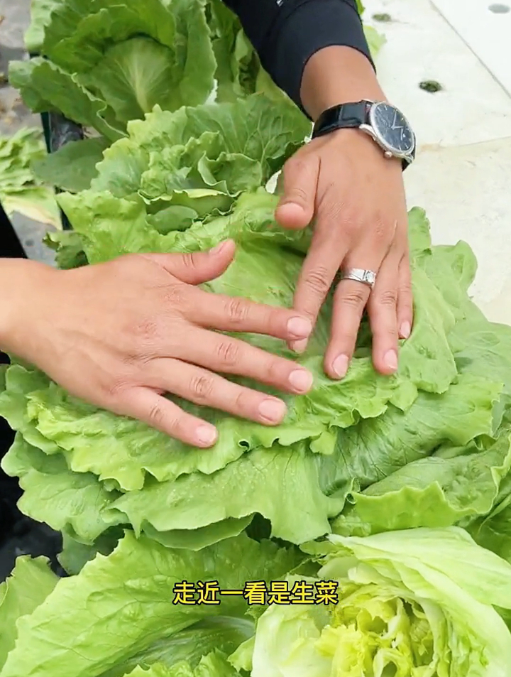 别看生菜普普通通,有这“4大”养生功效,只是关注的人很少!