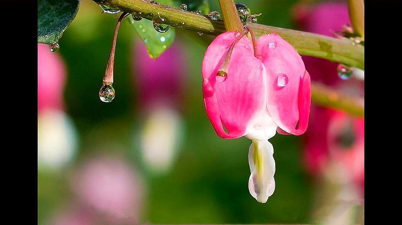 [图]自在飞花轻似梦,无边丝雨细如愁——浣溪沙·秦观