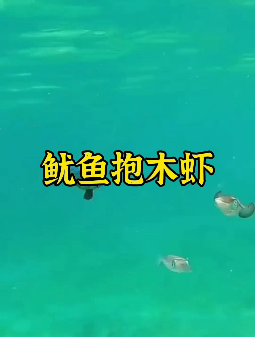 鱿鱼抱木虾真实水下拍摄