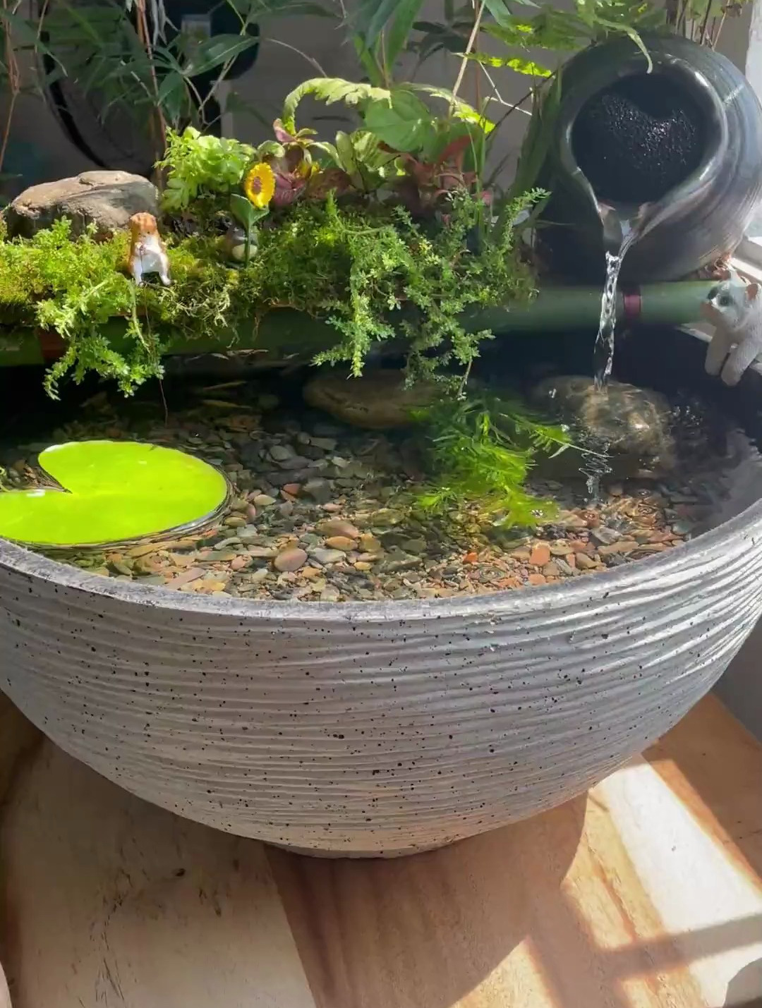 如何野采制作一个古法鱼缸造景,让我们一起来看看吧!