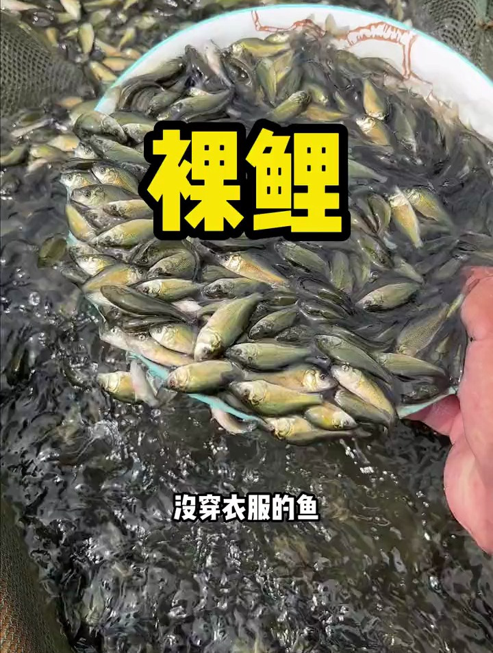 裸鲤肉质更细嫩好吃,对环境适应性强,病害少,不挑水质和地区