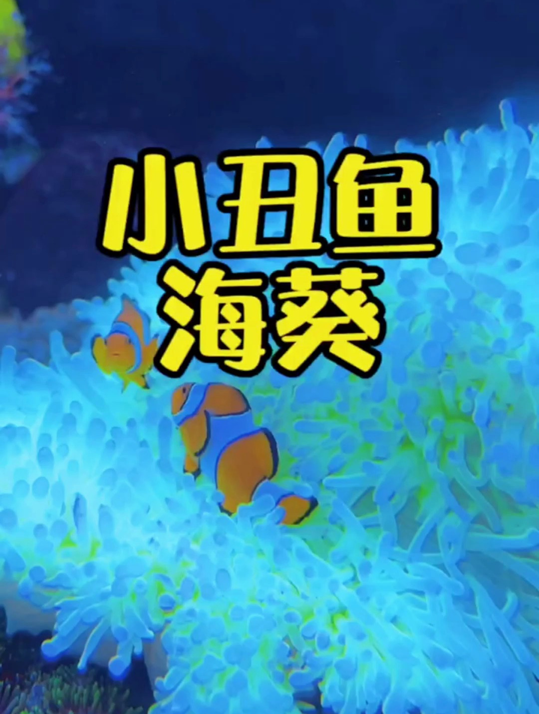 小丑鱼怎么这么喜欢海葵?不停的在贴贴!