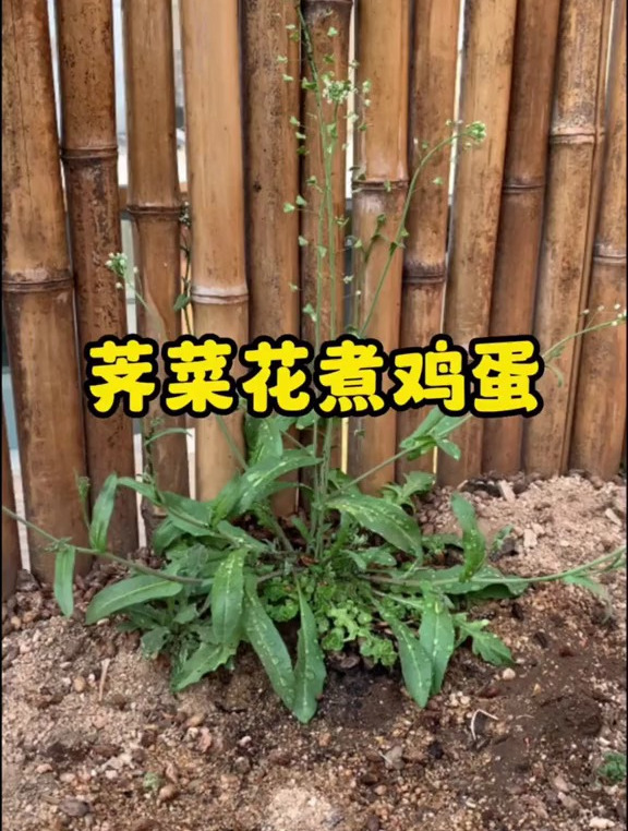 院子里发现了开花的荠菜,做个荠菜花煮鸡蛋,大家有这样吃过吗