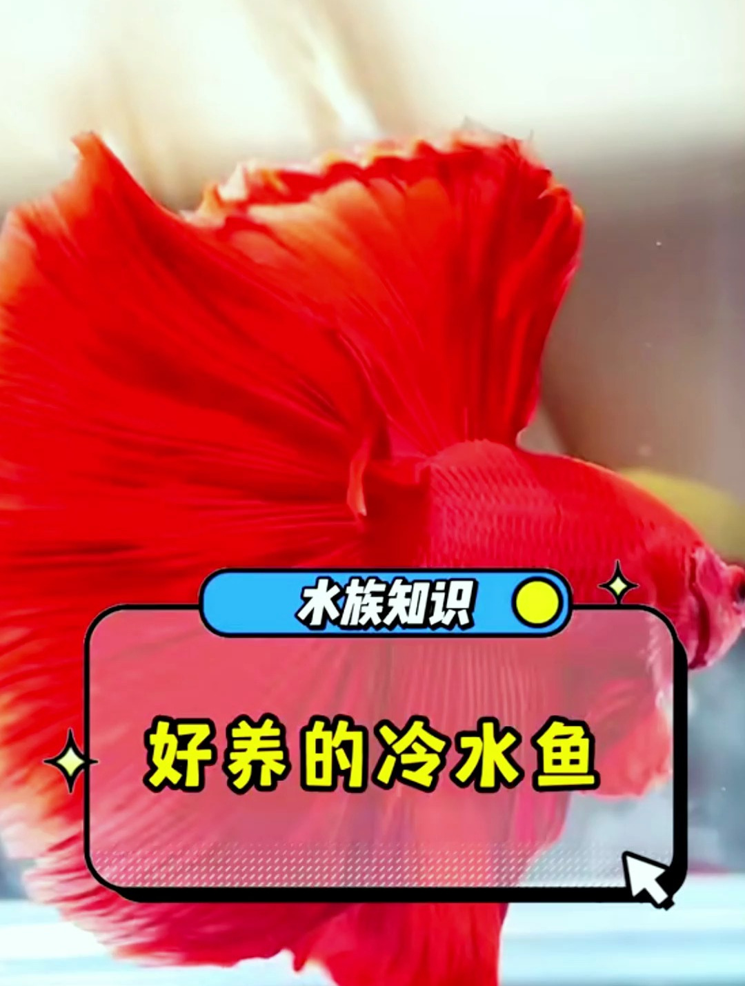 给朋友们推荐几种好养的冷水鱼,最后一种颜值爆表了!