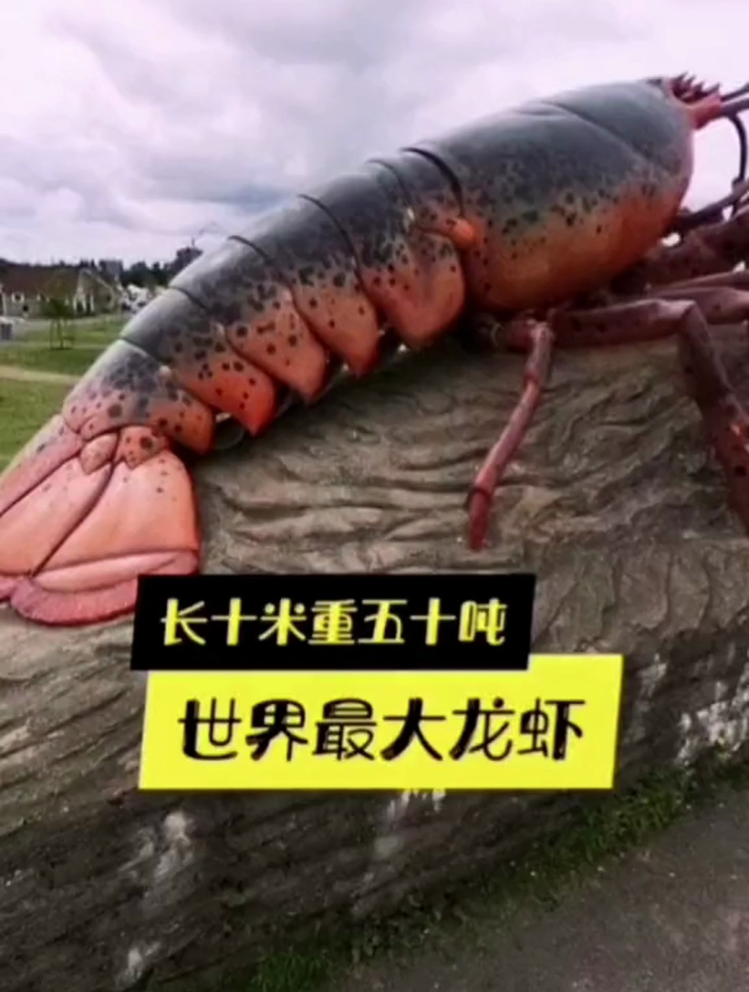 世界上最大的龙虾 世界之最