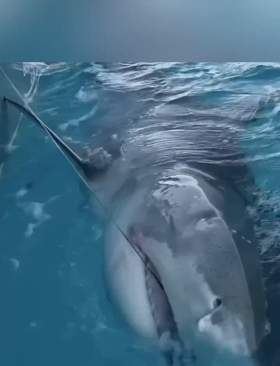 凶猛的海中霸王,鲨鱼界的大老虎