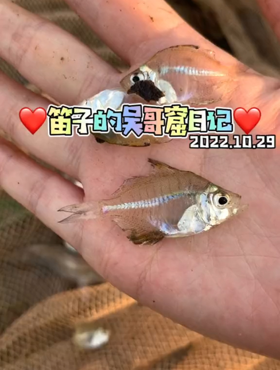 雨季的尾巴鱼贼多，配上辣烤河蚌和大包子，简简单单又一顿