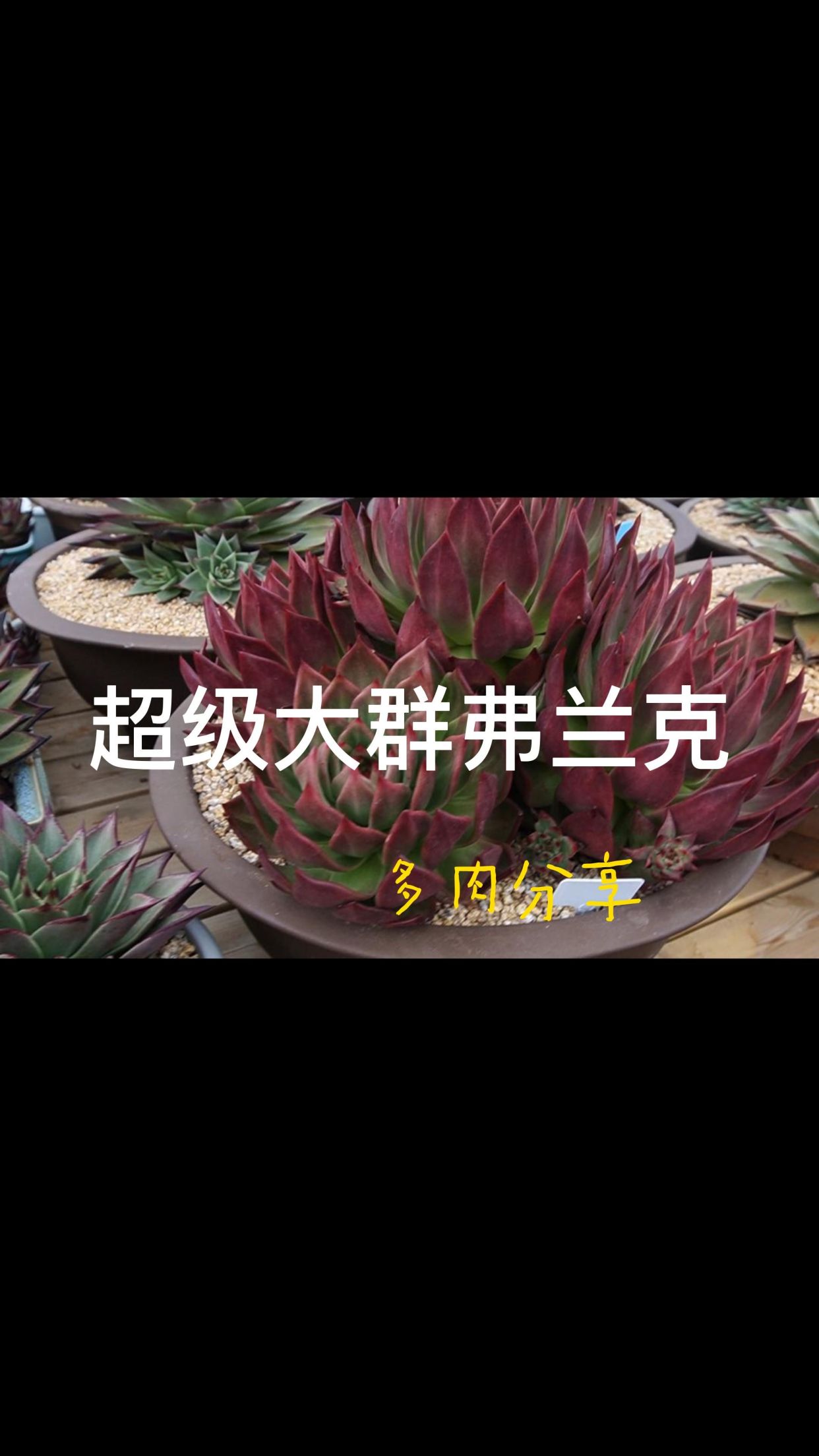 多肉分享之超级大弗兰克群生