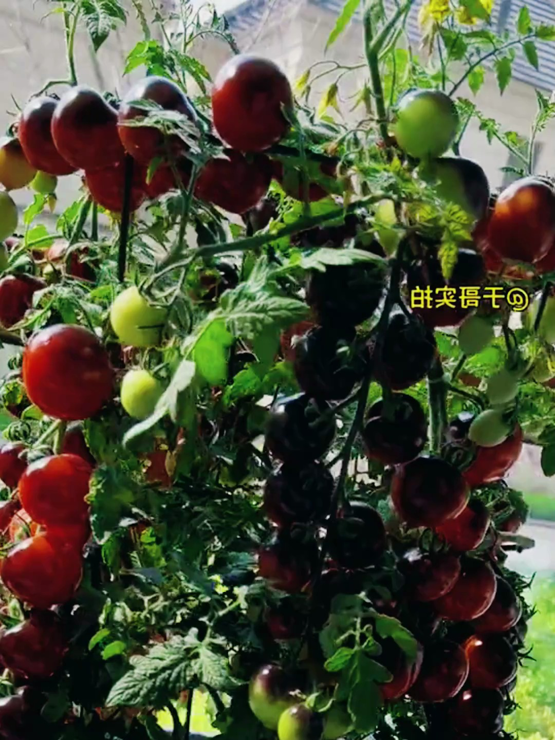 我们叫它黑骑士,皮薄肉嫩,汁水丰盈;比普通番茄甜太多!