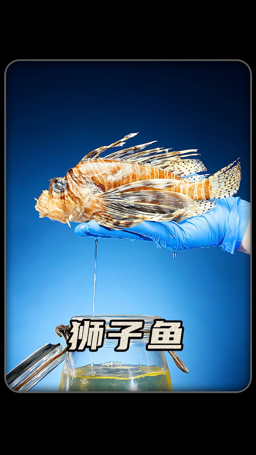 狮子鱼没有牙齿怎么注射毒液呢?