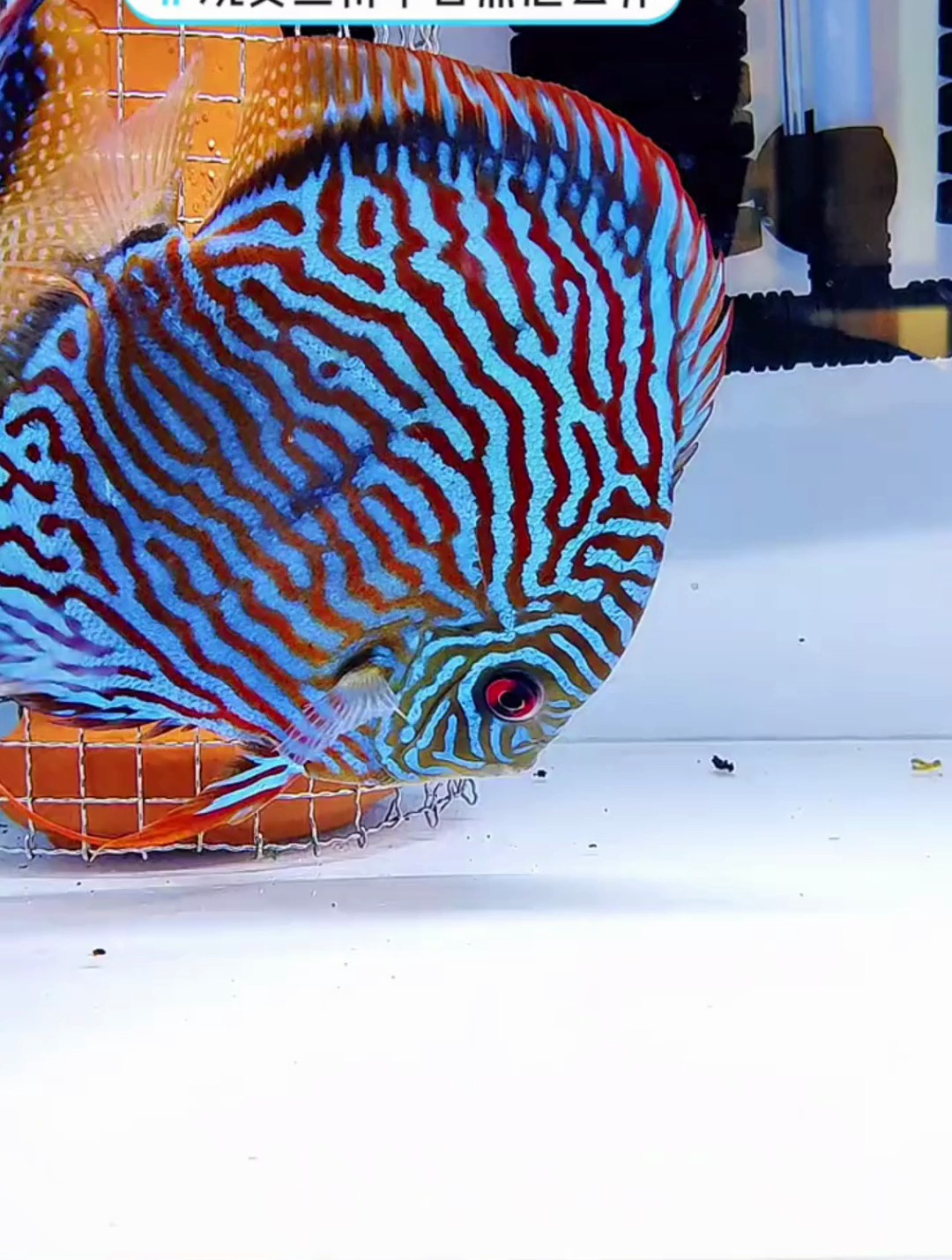 得了白点病该怎么办?观赏鱼满身白点,白点病是一个常见的鱼病