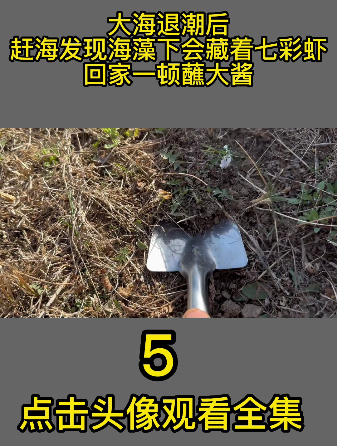 大海退潮后,赶海发现海藻下会藏着七彩虾,回家一顿蘸大酱5
