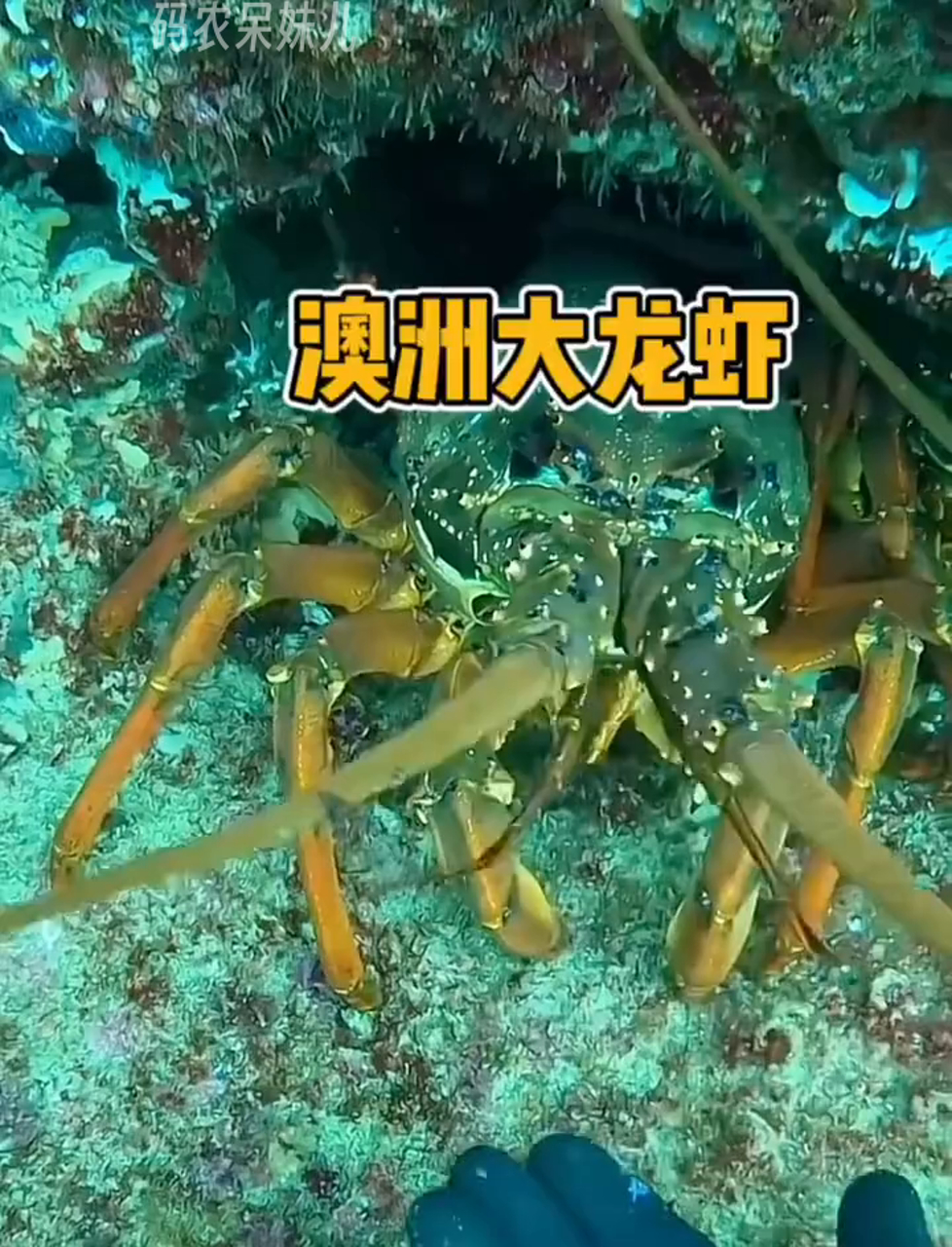 澳洲大龙虾,个头儿真不小!