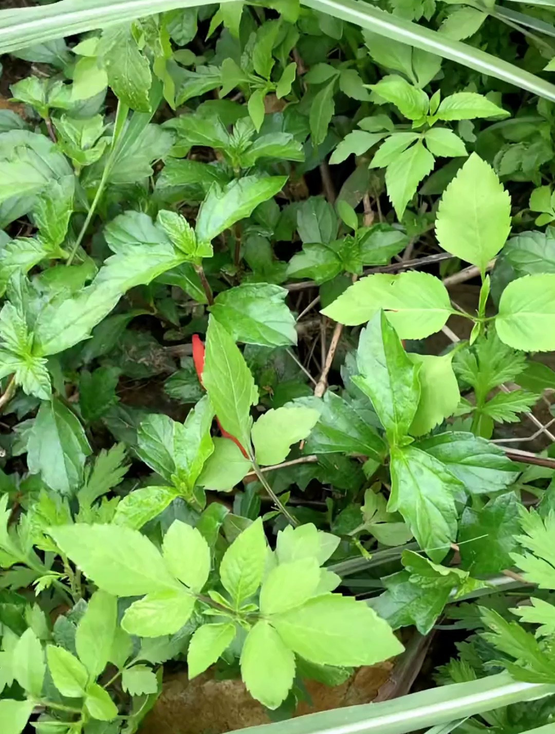 备受争议植物红鬼笔别名“鸡屎菌”,真正懂它的人不多,你可见过