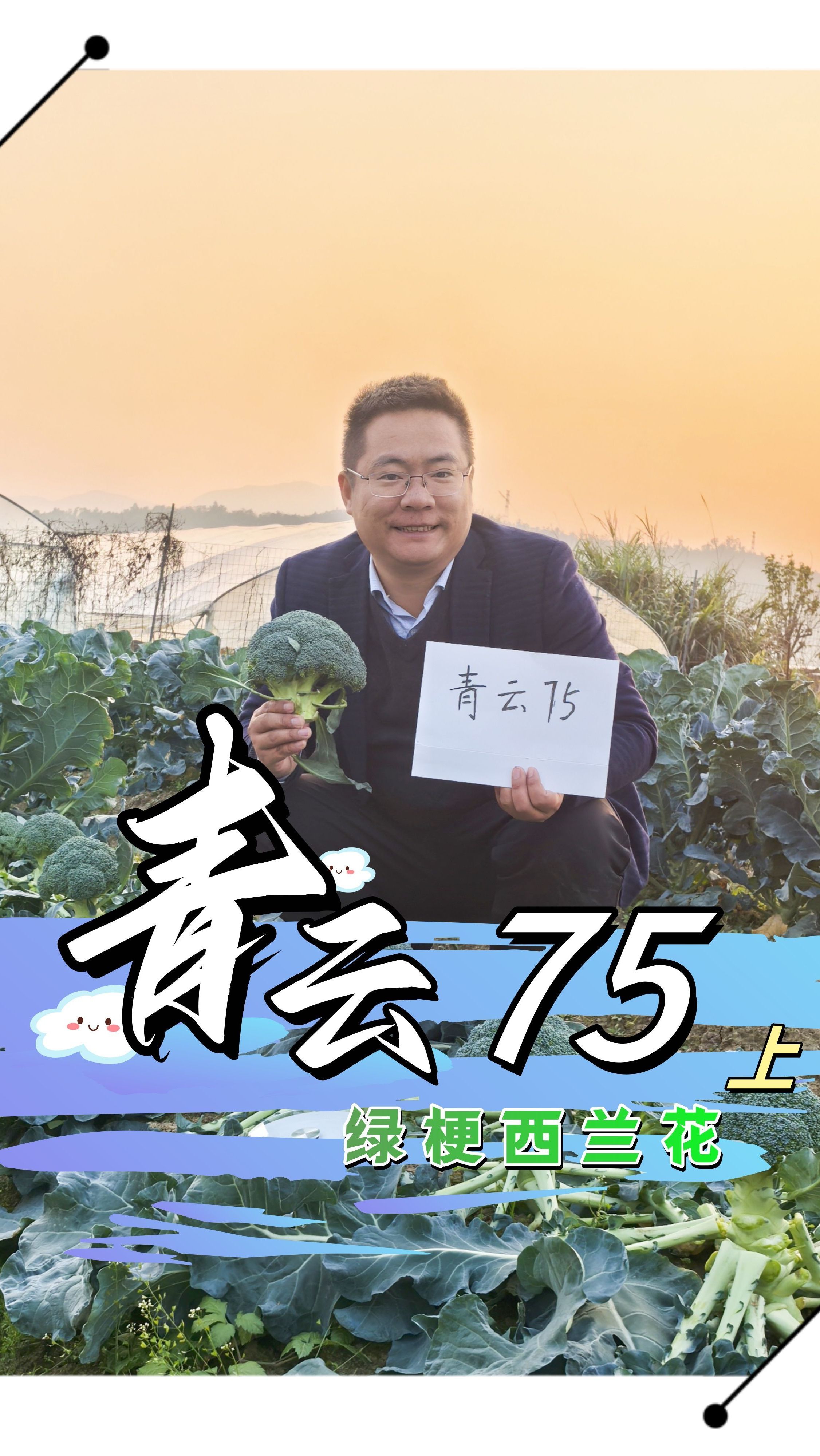 绿杆西蓝花推荐上集
