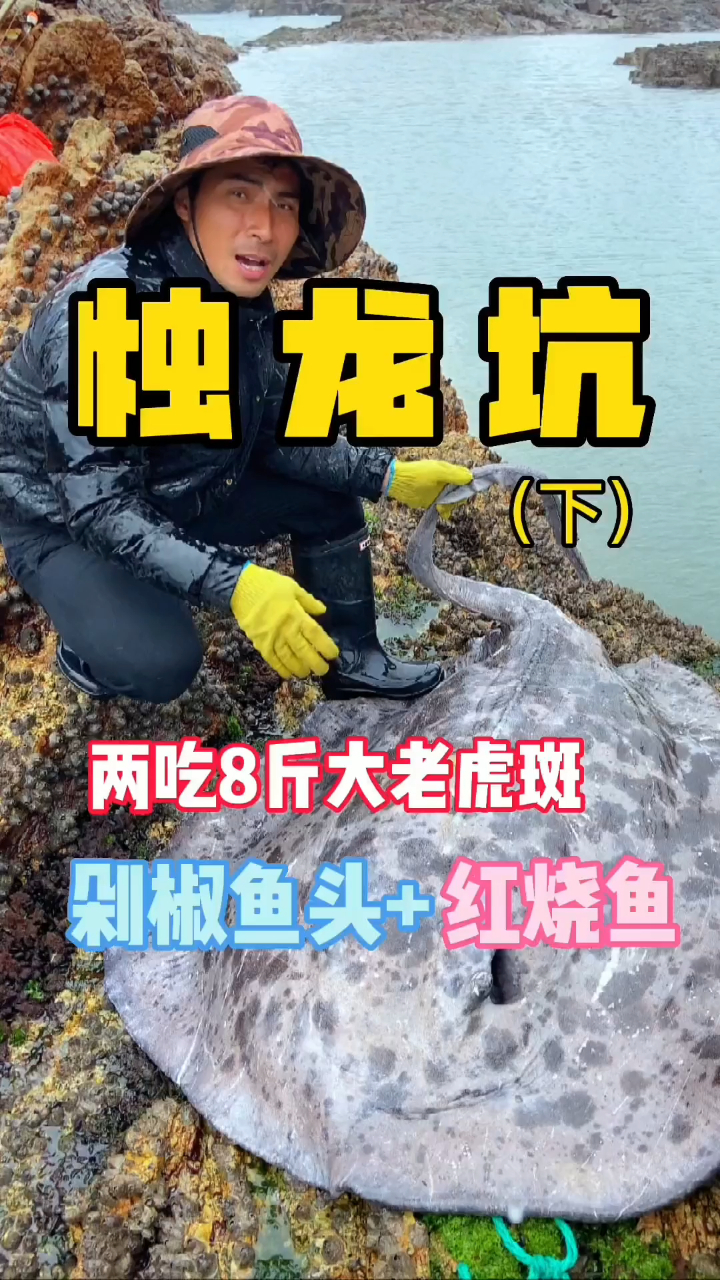 赶海兄弟抓海鲜,两吃8斤大老虎斑,剁椒鱼头加红烧鱼