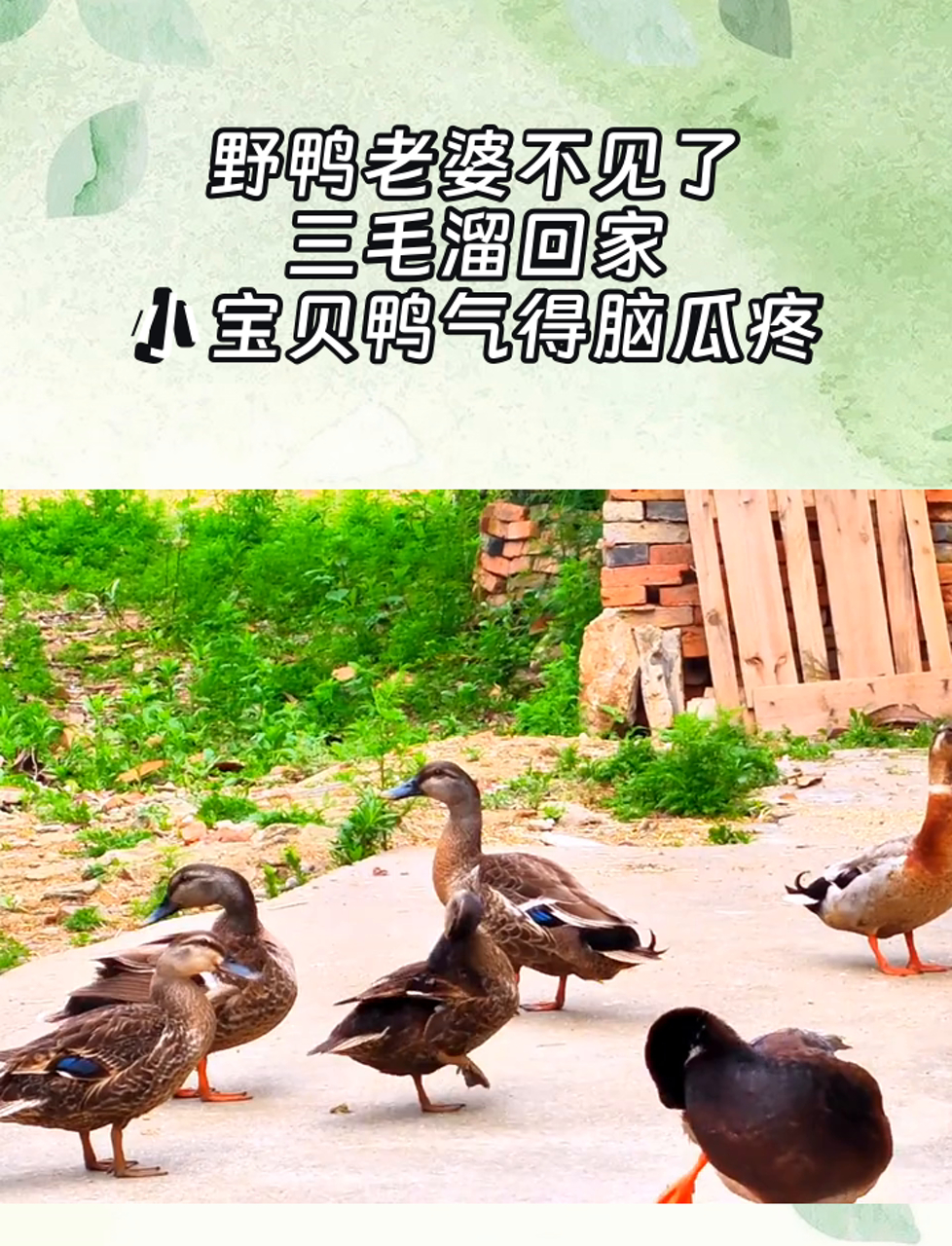 野鸭老婆不见了,三毛溜回家,小宝贝鸭气得脑瓜疼