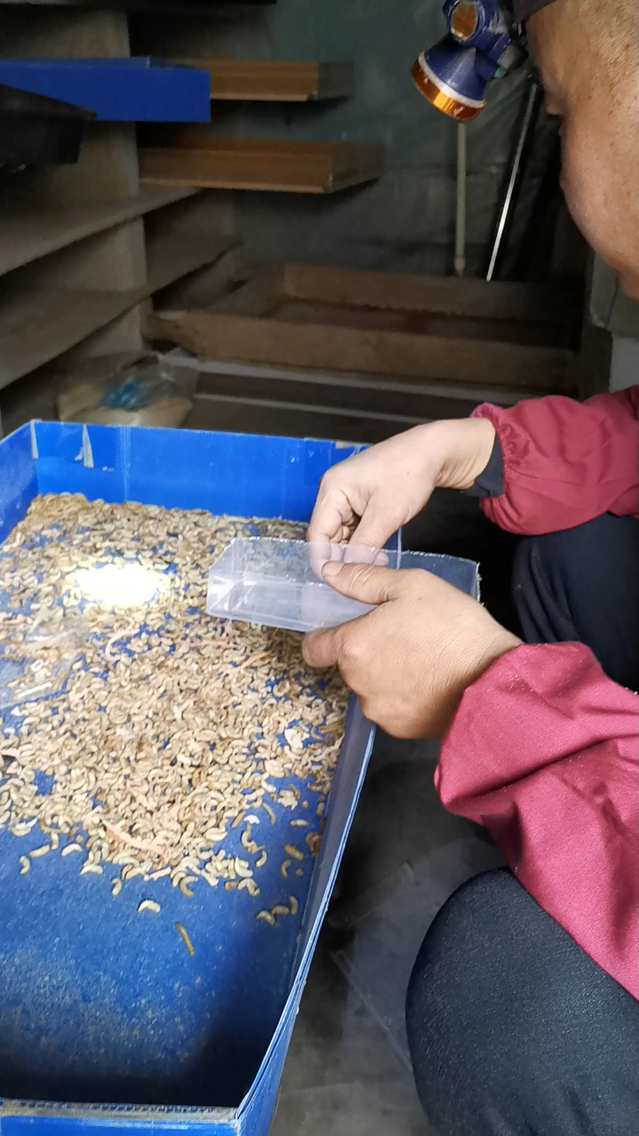 孙师傅教大家认识面包虫,看看面包虫的几次进化!
