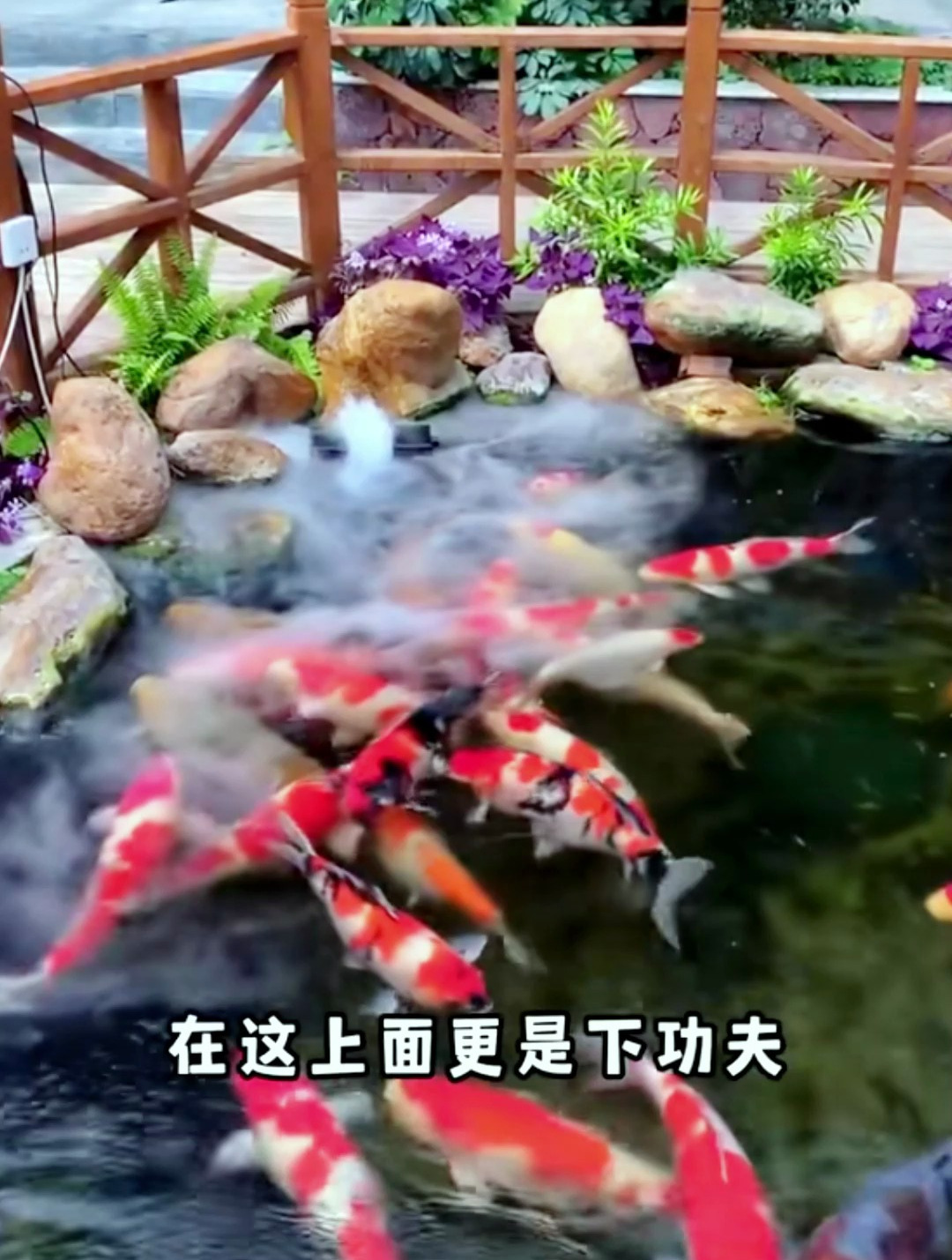 风水鱼到底该养几条?还有不懂的吗?养错了可能适得其反哦!