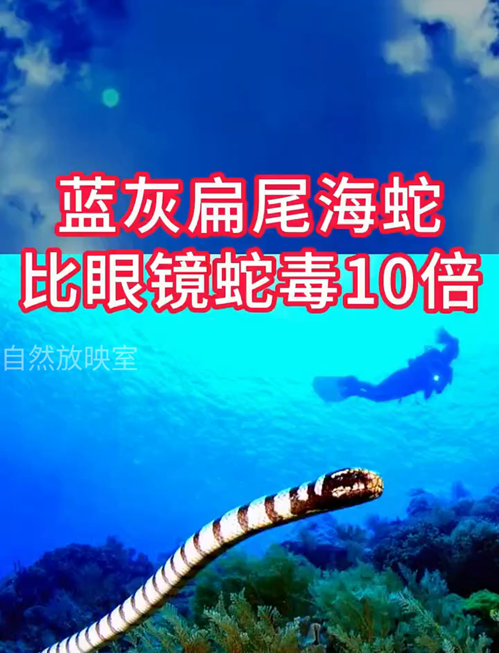 这海蛇太狠了,毒性是眼镜蛇的十倍!