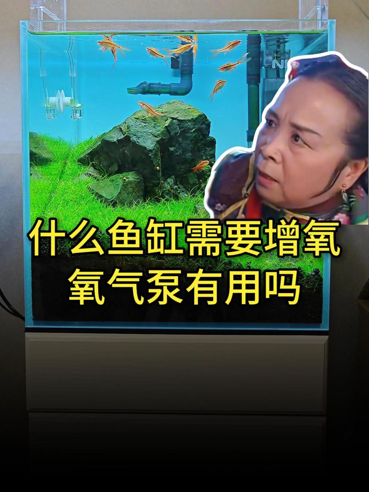 鱼缸需要一直增氧吗,一个视频给你讲解清楚