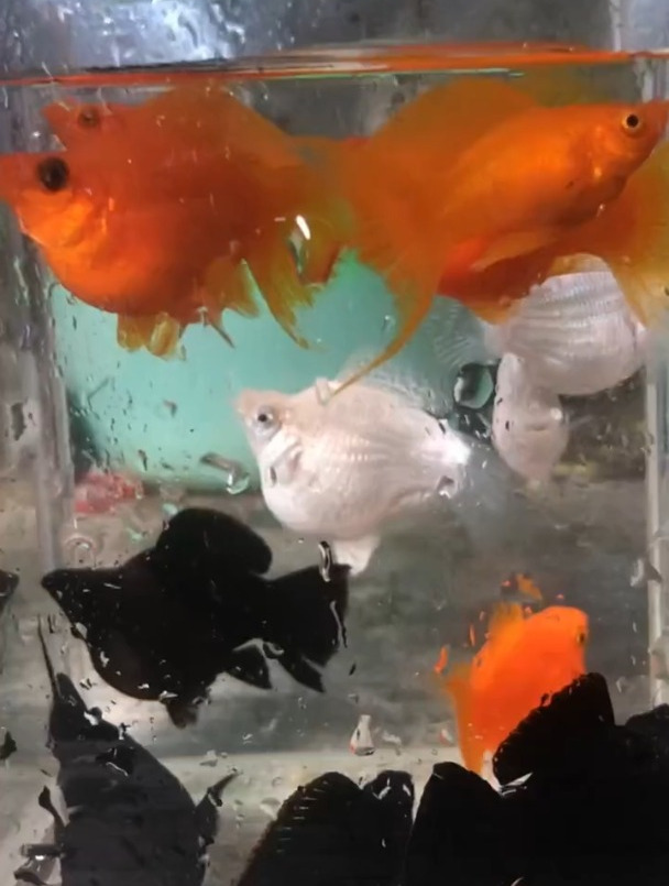如何养好玛丽鱼玛丽鱼水族爱好者观赏鱼世界现场实拍