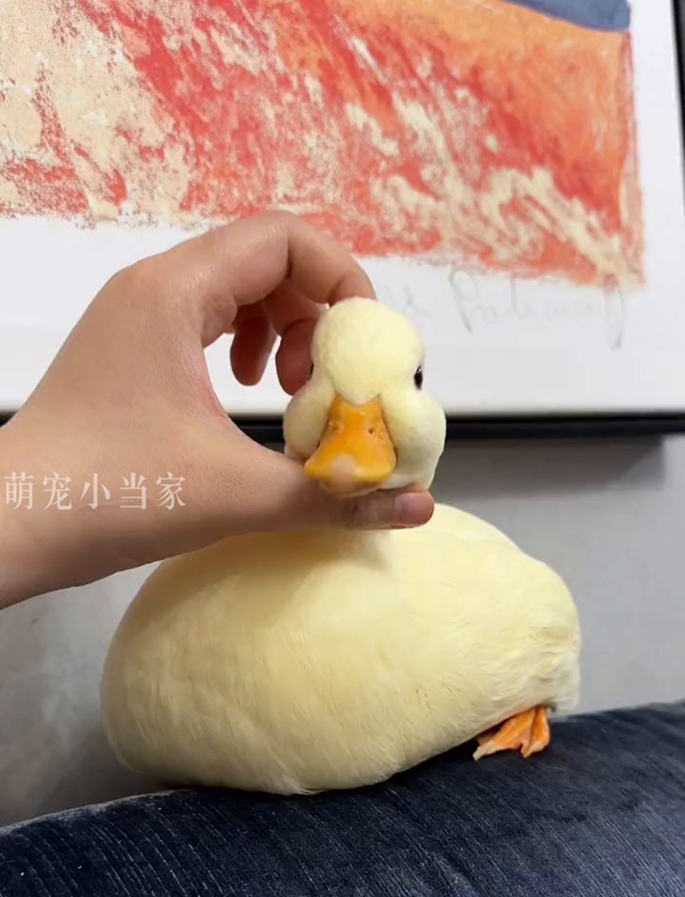 小柯尔鸭,轻松搞定