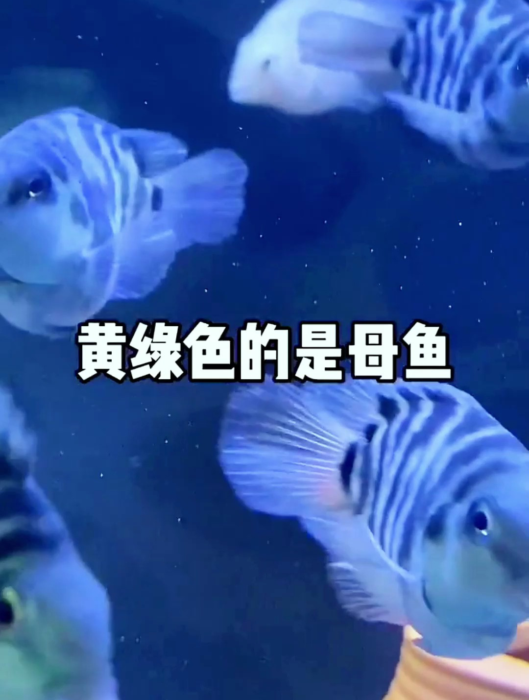 鹦鹉鱼怎么区分公母?别傻乎乎的把两条公鱼放一起养了!