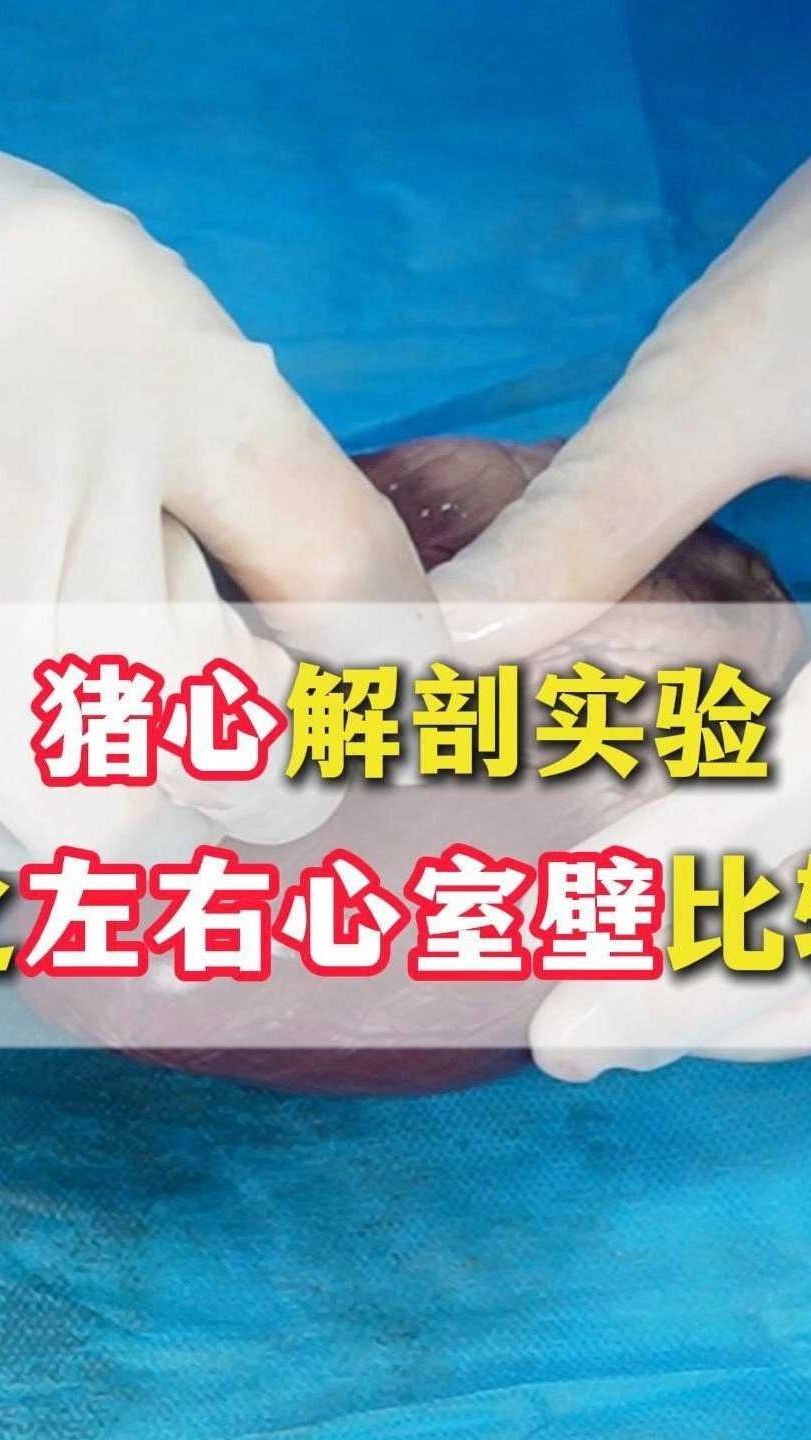 猪心解剖实验之左右心室壁比较