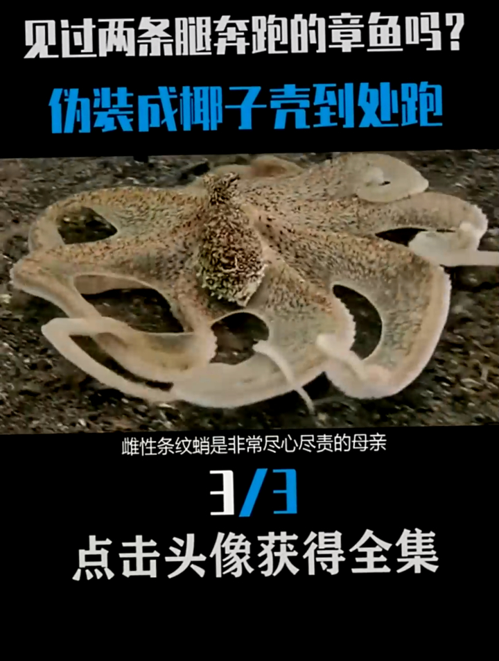 比目鱼尾随章鱼哥,章鱼哥把椰子当作堡垒,双腿还会跑步?见过吗