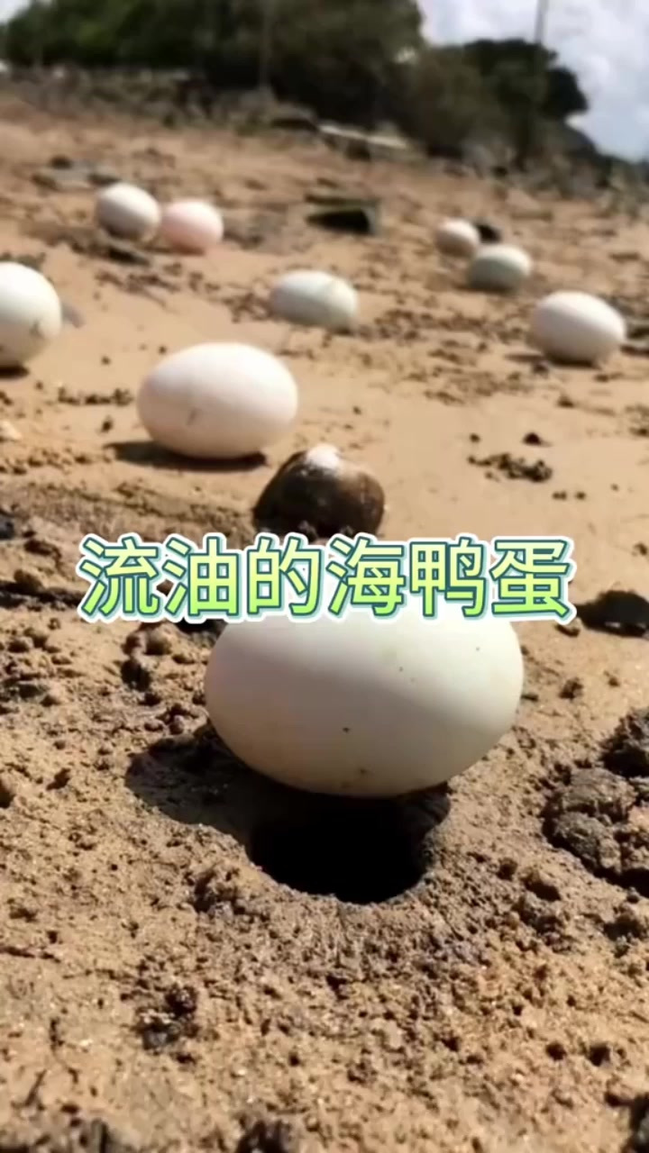 「正宗北海红树林海鸭蛋」口感醇厚,颗颗流油,真正的海鸭蛋!