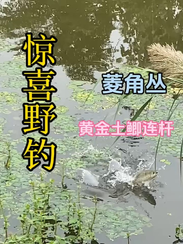 菱角丛里的黄金土鲫