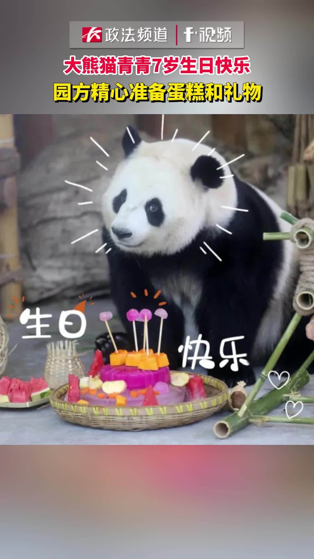 大熊猫青青7岁生日快乐,园方精心准备蛋糕和礼物