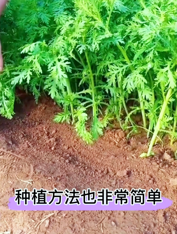 茼蒿种植很简单掌握这3个小技巧,你也可以吃上古时候的皇帝菜!