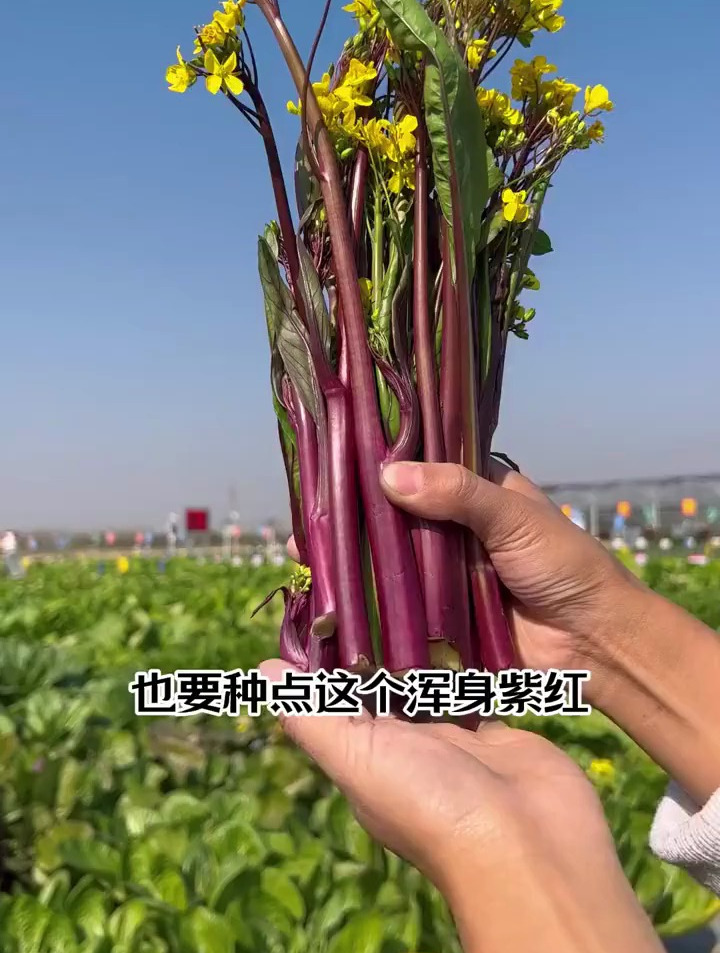 农村一种菜,茎叶都可食用,根系留着还会继续长