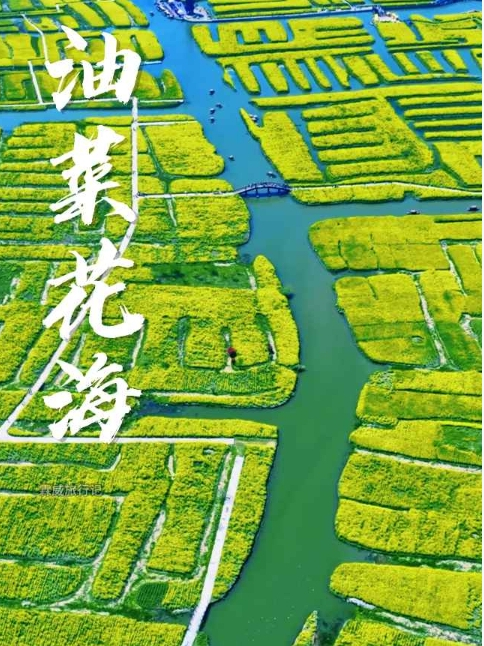 水上油菜花海你见过吗?这里就是位于江苏泰州的千垛景区