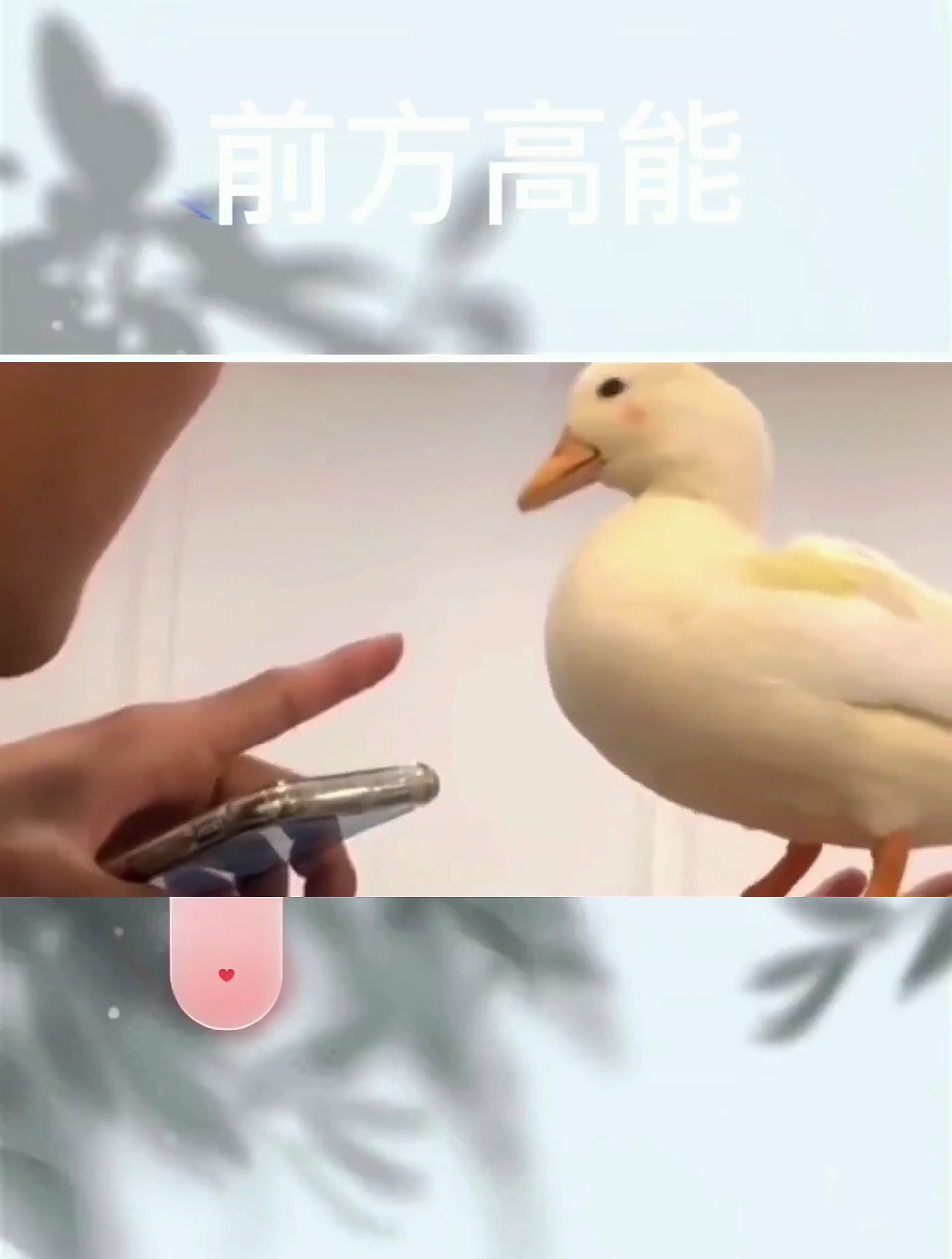 王思聪带火的宠物鸭,是如何走上鸭生颠覆