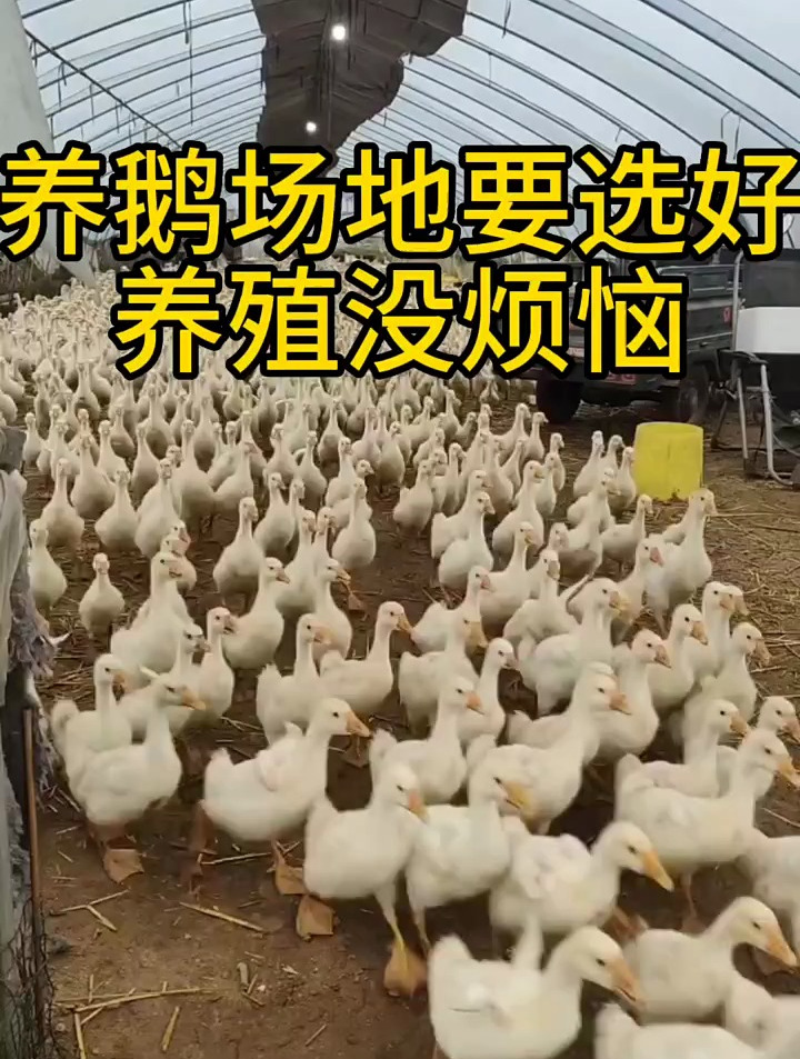 养鹅场地要选好,养殖没烦恼